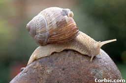 helicaron snail
