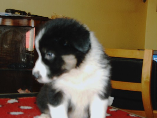 starside border collies