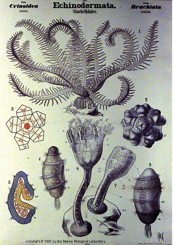 echinodermata crinoidea