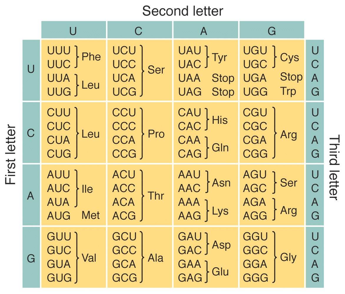 an-overview-of-the-different-types-of-rna