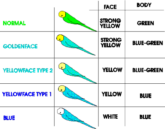 Yellow Face Budgie