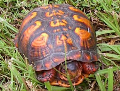 Turtle Field Guide - Eastern Box Turtle Subspecies