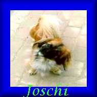 Tia's Award for Joschi