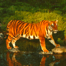 Southern China Tiger