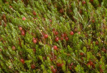 Yosemite Cabins on Berry Producing Shrubs And Plants