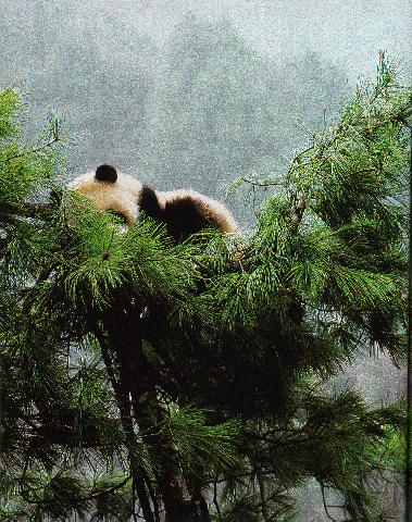 Hiding Panda